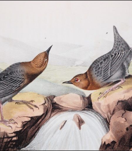 Avis Marvelous: Ornithology on the Western Frontier, 1776-1896